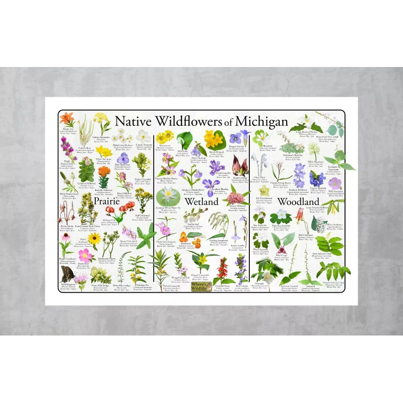 Native Wildflowers of Michigan Flower Identification Poster / Native Plant