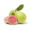 Guava Tree 10” Seedling Tropical Live Plant Guava Fruit Tree