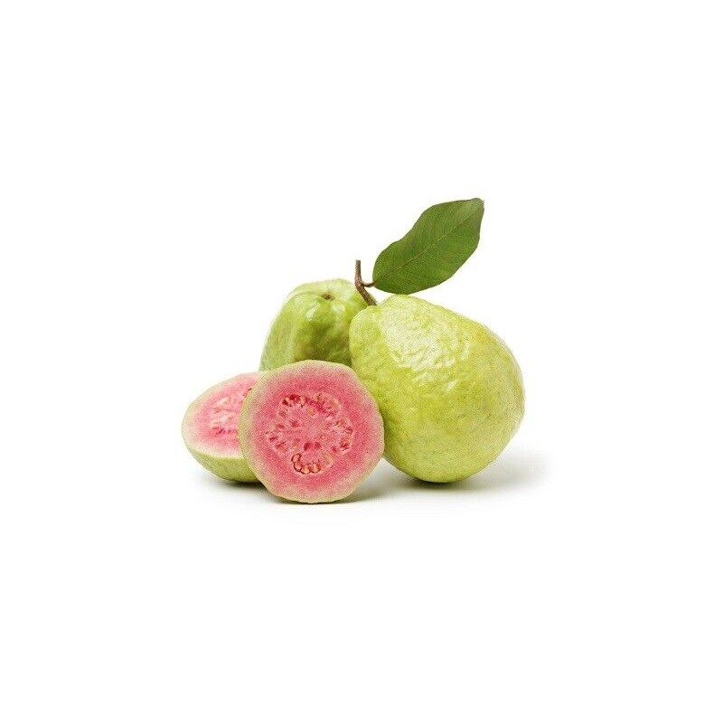 Guava Tree 10” Seedling Tropical Live Plant Guava Fruit Tree