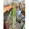 Cactus 4 Scorpion, Dragon fruit cutting 22- 26" Inches