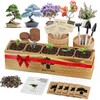 Bonsai Tree Kit for Beginners - 5 Unique Japanese Bonsai