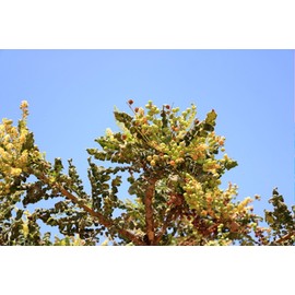 Frankincense Seeds - Boswellia Serrata- 10 Heirloom Seeds! Very Limited Supply -Indian Frankincense