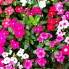 22Day Seeds: Seeds Periwinkle Madagascar Mix/Vinca Rosea/Perennial Flowers