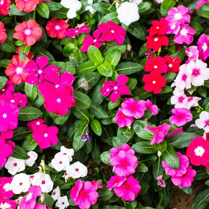 22Day Seeds: Seeds Periwinkle Madagascar Mix/Vinca Rosea/Perennial Flowers