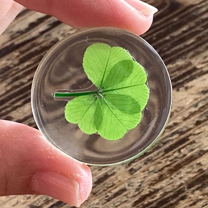 Real Four Leaf Clover "Good Luck Pocket Token" Traditional Lucky