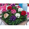 NIKA SEEDS - Seeds Flowers Verbena Hybrid Mix - 125