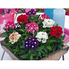 NIKA SEEDS - Seeds Flowers Verbena Hybrid Mix - 125 Seeds