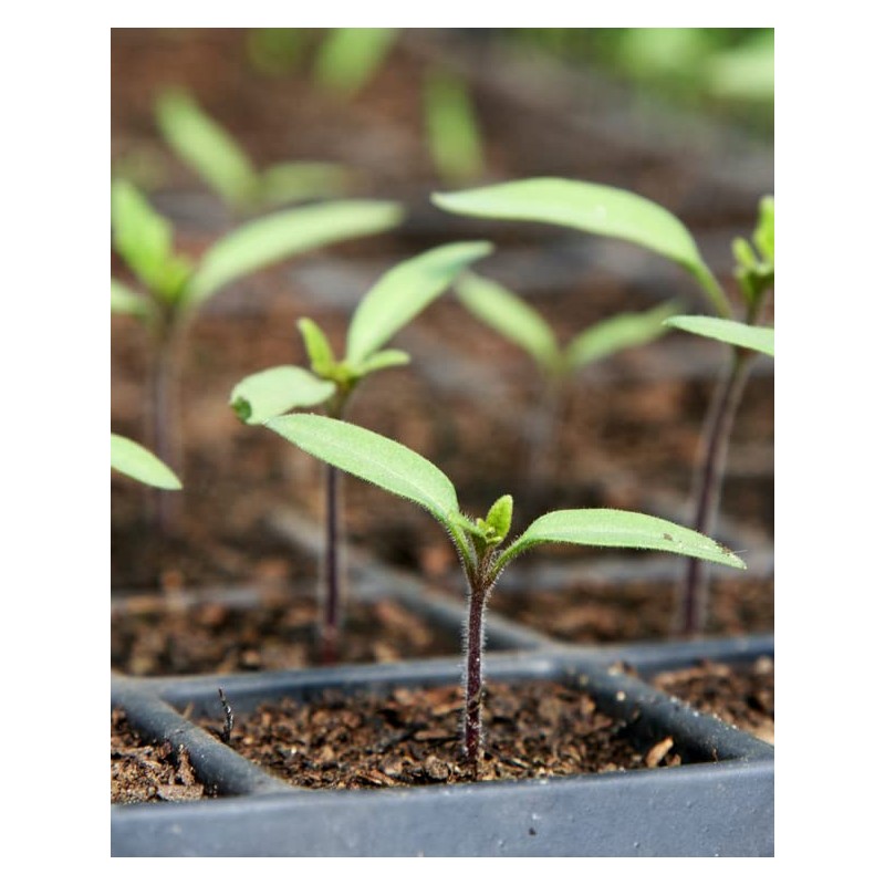 Mosser Lee ML0003 SucSeed® Premium Seed Starter 244 cubic inch