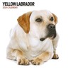 Labrador Yellow Modern 2024 Calendar