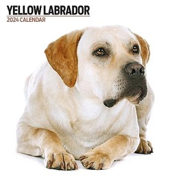 Labrador Yellow Modern 2024 Calendar