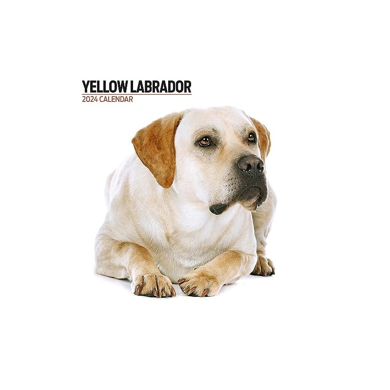 Labrador Yellow Modern 2024 Calendar