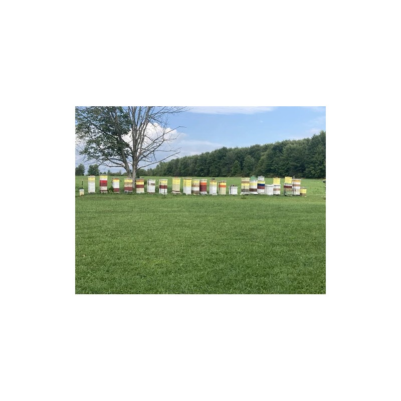 Bearded Bee Bow String Wax, 1 Oz And 15 Gram,