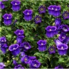 2000+ Purple Tussock Bellflower Seeds Perennial Carpathian Bellflower USA