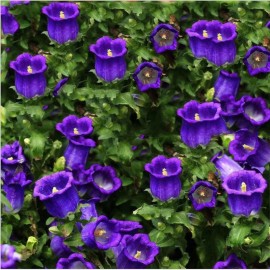 2000+ Purple Tussock Bellflower Seeds Perennial Carpathian Bellflower USA