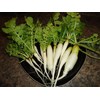Ohio Heirloom Seeds Radish Seed Assortment- 6 Heirloom Varieties