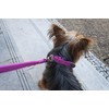 Petmate Dogzilla 5/8" x 10-16" Collar, Pink, Medium