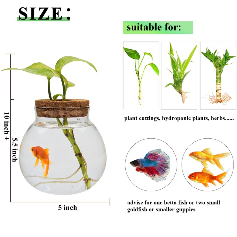 Small Betta Fish Tank Glass Fish Bowls for Betta Fish