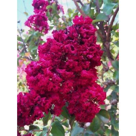 Toadstool Seeds 20 Dynamite Cape Myrtle Seeds Tree Flower Perennial Flowers Seed 1225 US SELLER