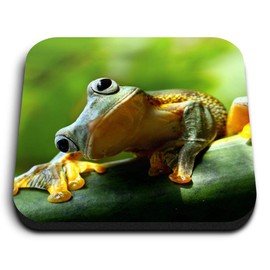 1 x Square MDF Fridge Magnet - Inquisitive Frog Wild Nature Frogs 45404