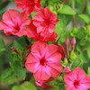 Four O'Clock Flower Seeds Mirabilis Jalapa Tropical Ornamental Flowering Plant