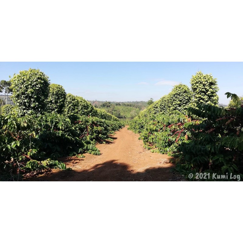 Easy Roasting Vietnamese Premium Coffee Arabica Green Dalat 17.6 oz