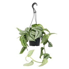 Silver Satin Pothos Plant Live Plant Hanging Basket, Silver Pothos Hanging Plant Live House Plants Indoors, Real Plants Indoor Live Plants Indoor Plants Live Houseplants Live Indoor by Plants for Pets