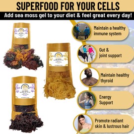 Wildcrafted Sea Moss | Gold - Purple - Mixed | 100% Natural Irish Moss from St.Lucia | Mineral-Rich Superfood | 16oz Sun-Dried Moss | NO Preservatives NO Chemicals (Gold, 1 Pound)