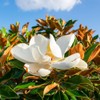 Generic D. D. Blanchard Southern Magnolia, Shade Tree, Fragrant Cup-Shaped