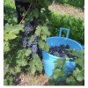 Ozark Mountain Plants 2 - FREDONIA Live Wine Grape Vine