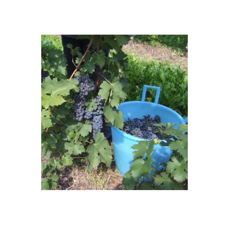 Ozark Mountain Plants 2 - FREDONIA Live Wine Grape Vine