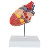 Axis Scientific 2-Part Life-Size Canine Heart Anatomy Model - Detailed