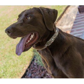 Country Brook Petz - Deluxe Desert Viper Camo Dog Collar - Made in The U.S.A., Camouflage Collection Featuring Rugged Designs (1 Inch, Medium)