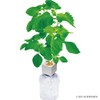 Indoor Cultivation Kit, Large Leaves, Easy Growing with Plastic Bottles,