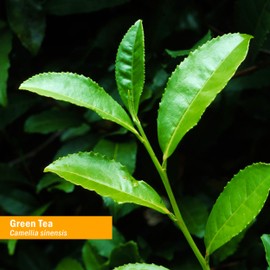 HERB PHARM Green Tea Herb Glycerite, 2 Pounds (GLGTEA01), 1 Fl Oz (Pack of 1)