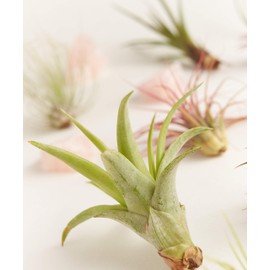 Shop Succulents | Live Air Plants Hand Selected Assorted Variety of Species, Tropical Houseplants for Home Décor and DIY Terrariums, 20-Pack,