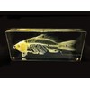 Real Fish Skeleton Specimen in Acrylic Block Paperweights Science Classroom