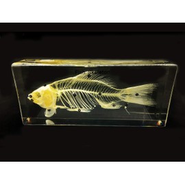 Real Fish Skeleton Specimen in Acrylic Block Paperweights Science Classroom Specimens for Science Education(7.9x3.5x1.6 inch)