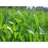 Barley Green 60 Sticks