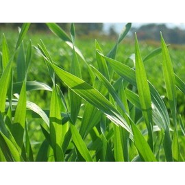 Barley Green 60 Sticks