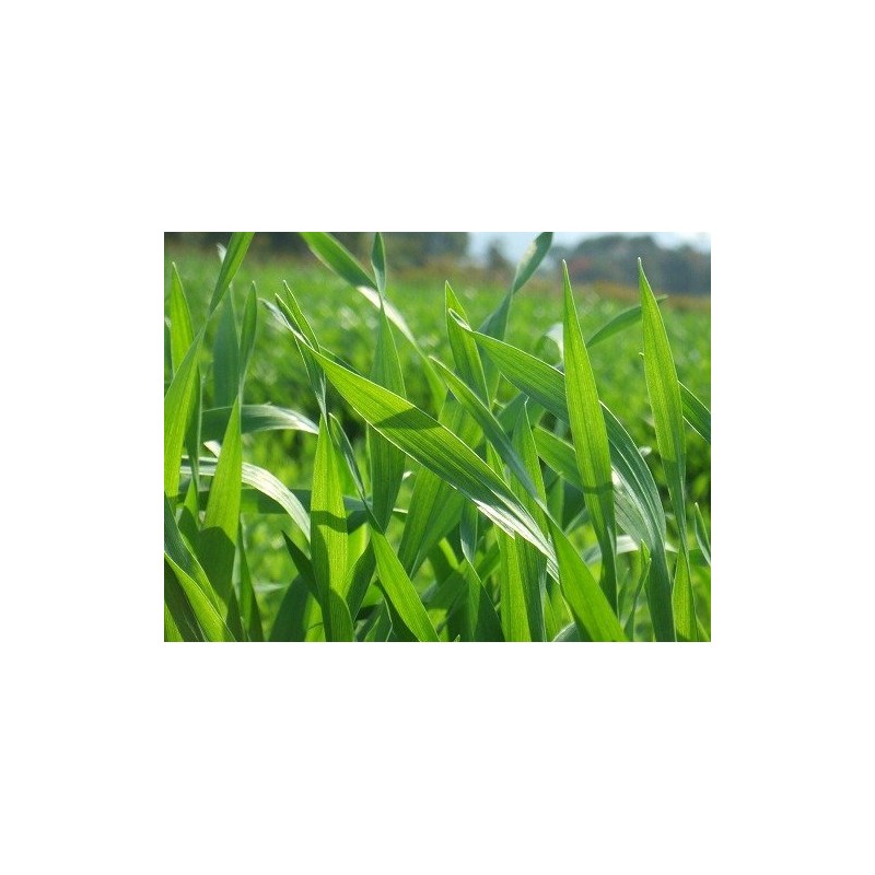 Barley Green 60 Sticks
