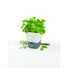 Cole & Mason H105249 Fresh Herb Range Self-Watering Potted Herb