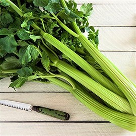 Utah Tall Celery Seeds - 100 Count Seed Pack - Lush, Green, and Very Fragrant. Good in soups, stews, and Fresh Eating. - Country Creek LLC