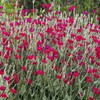 Outsidepride Lychnis Coronaria - 5000 Seeds