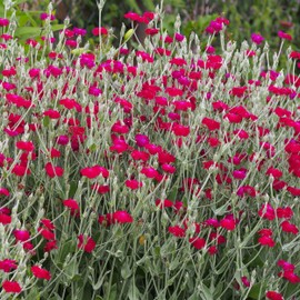 Outsidepride Lychnis Coronaria - 5000 Seeds