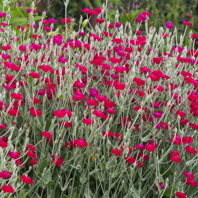 Outsidepride Lychnis Coronaria - 5000 Seeds