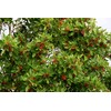 Dahoon Holly Tree | 3 Live Plants | Ilex Cassine