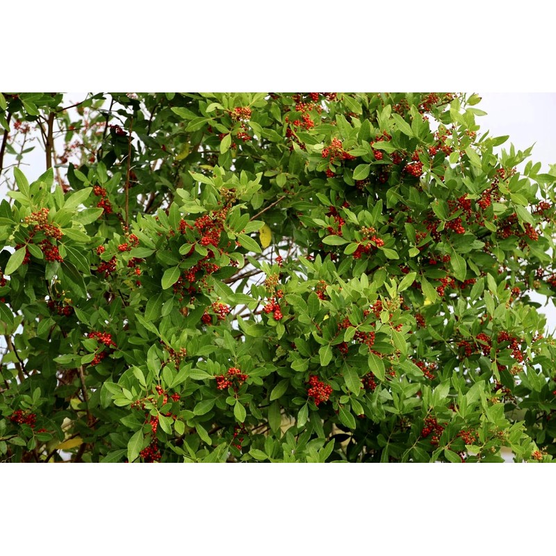 Dahoon Holly Tree | 3 Live Plants | Ilex Cassine