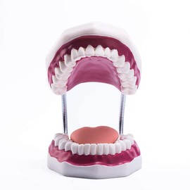 Dental Teeth Care Model, Enlarged 6 Times Magnification Kids Dental Hygiene Teaching Model (6Times)