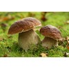 Seweryn Dried Porcini Mushrooms Polish Borowik Shlachetny Sliced 20 gr