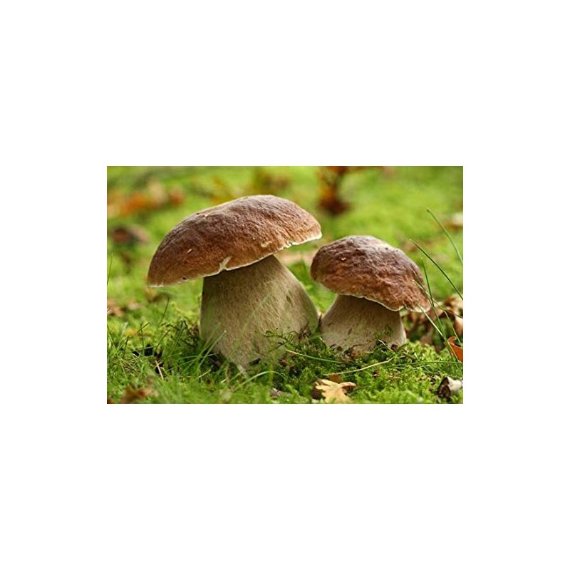 Seweryn Dried Porcini Mushrooms Polish Borowik Shlachetny Sliced 20 gr